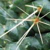 Mammillaria _spinosissima_ cv.'Un Pico' 09a